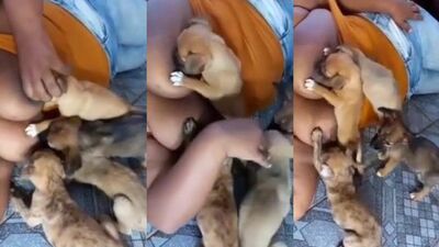 Breastfeeding puppies