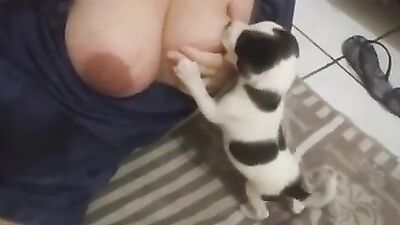Breastfeeding puppies 2