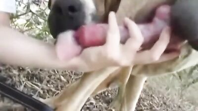 Chupando o pau do cachorro