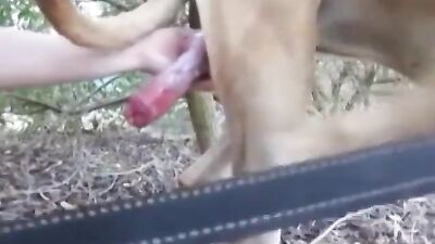 Chupando o pau do cachorro