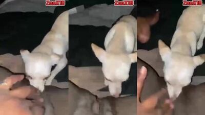 Dirty Dog Devours Pussy And Swallows Cum