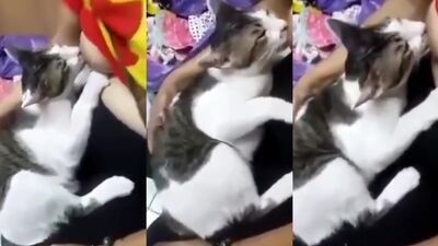 She is nursing cat
