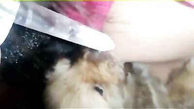 Breastfeeding puppies 1