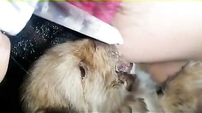 Breastfeeding puppies 1
