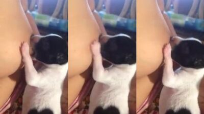 Pampering Puppies Pawsitively Love Breastfeeding Fun