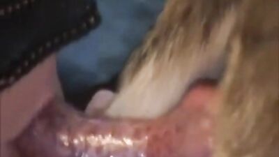 Moms Forbidden canine delight