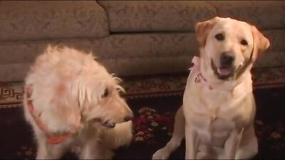 Porndogs The Adventures Of Sadie Film