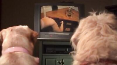 Porndogs The Adventures Of Sadie Film