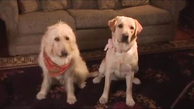 Porndogs The Adventures Of Sadie Film