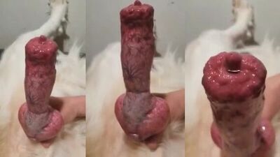 Pervy Pups Thick Cock Gets Sucked Dry By Sexy Bitches