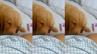 lick puppy pussy