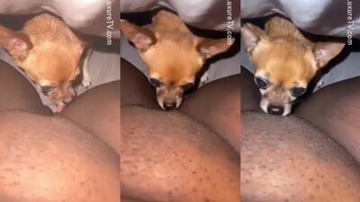 Oral pussy