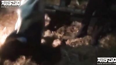 Another video of sex with pig