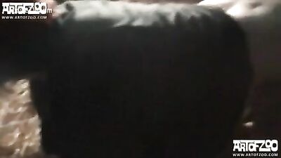 Another video of sex with pig