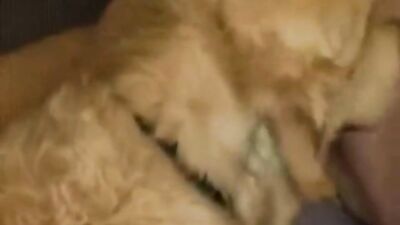 Threesome with husband and dog