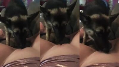 Dirty Pup Devours Lush Pussy in Steamy Blowjob Session