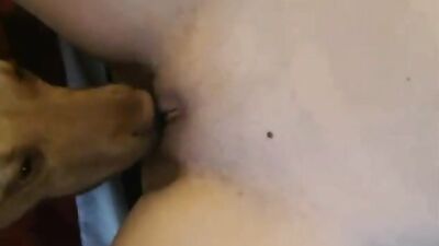 Faithful Canine Pays Tribute To Her Holy Hole