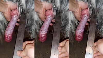 PUPS UNLEASHED FURY: Indian Babe Faces Hungry Dog Cock