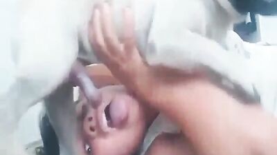 Deepthroat Horse Cum Cream Pie Orgy