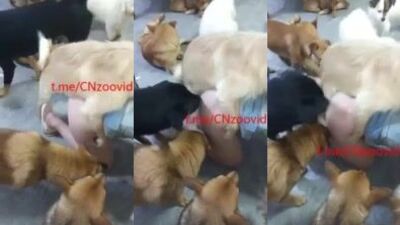 Chinese mom take care of her many dogs 2