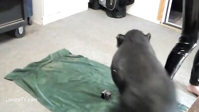 Sex with pig full video