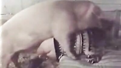Pig seduced her