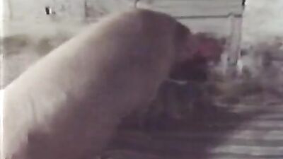 Pig seduced her
