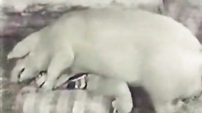 Pig seduced her