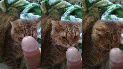 Cat dick