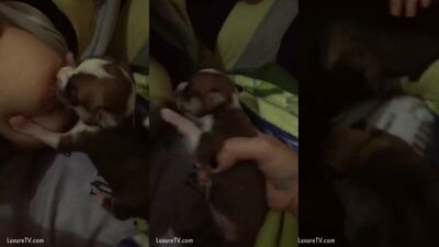 Puppy & sweet nipple