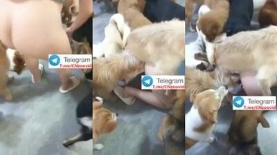 Chinese 28yo woman first try dog 3