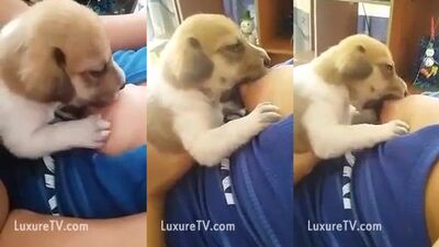 puppy does not want to let go of the nipple