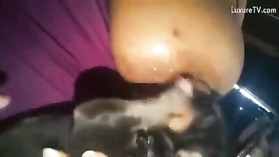 Puppy sucking milky titts