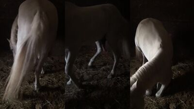 Maidens Mount Majestic Horses