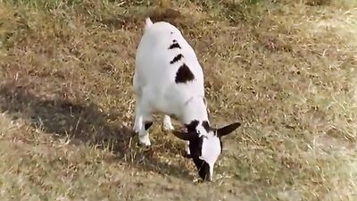 The Seducers - Goat licking scene