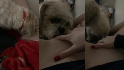 Paw-some Pup Licks & Licks That Wet Pussy