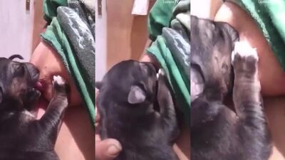 Let puppy suck her dry