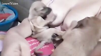 Milky titts for hungry puppies