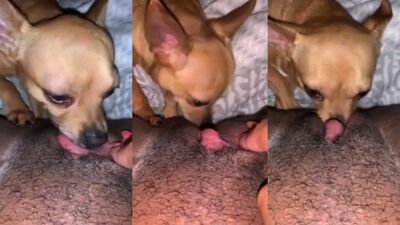 Ebony licked by dog