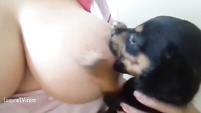 Amamentado cãozinho