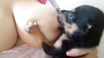 Amamentado cãozinho