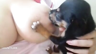 Amamentado cãozinho