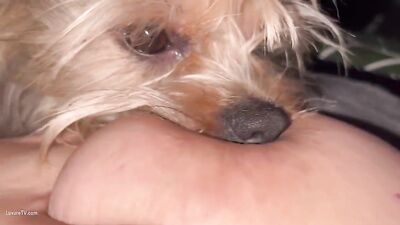 Cute Puppy Goes AWWWW with Moms Boob