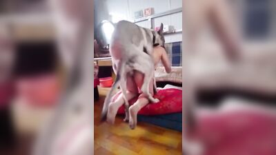 chinese girl knotted by big dick