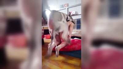 chinese girl knotted by big dick