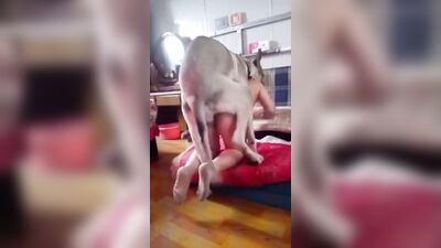 chinese girl knotted by big dick
