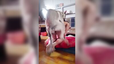chinese girl knotted by big dick