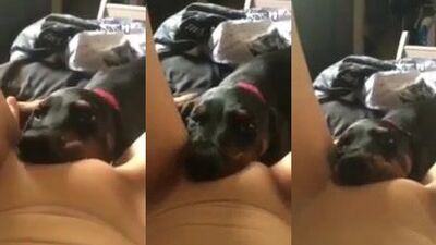 Dog eating pussy 2