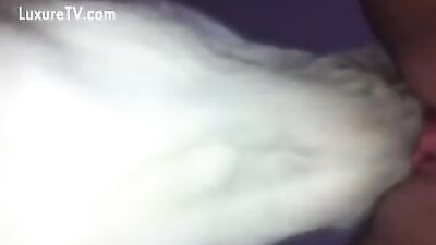 Dog eating pussy 1