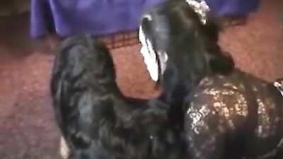 dog penis hungry girl